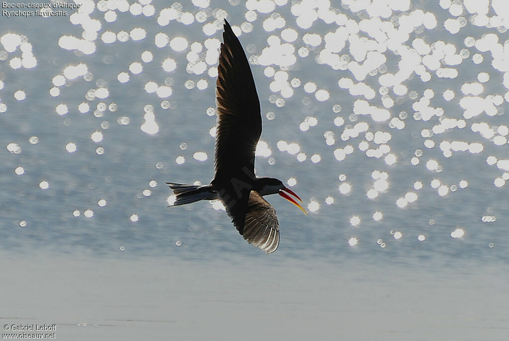 African Skimmer