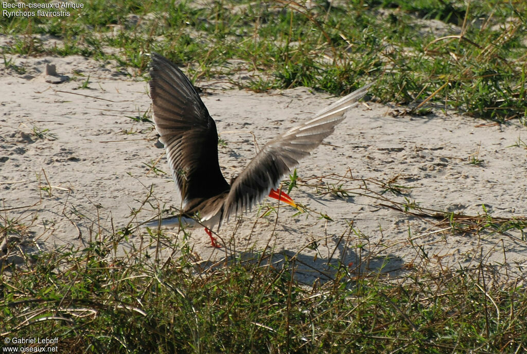 African Skimmer