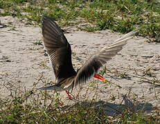 African Skimmer