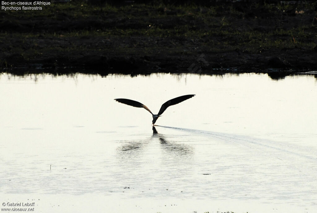 African Skimmer