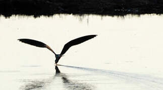 African Skimmer