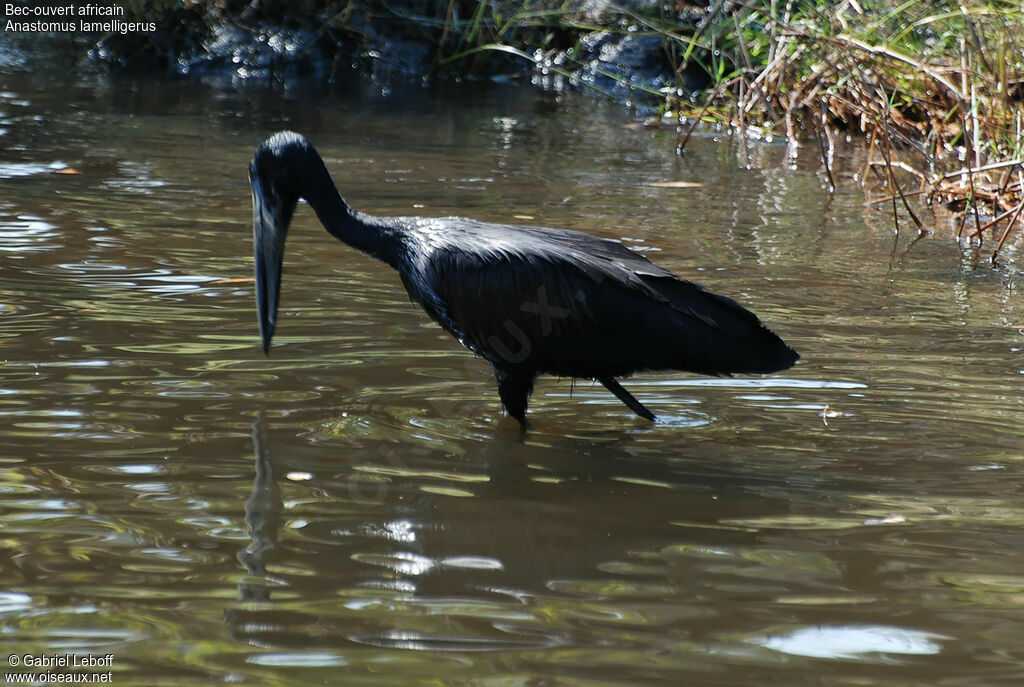 African Openbill