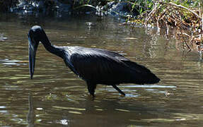 African Openbill