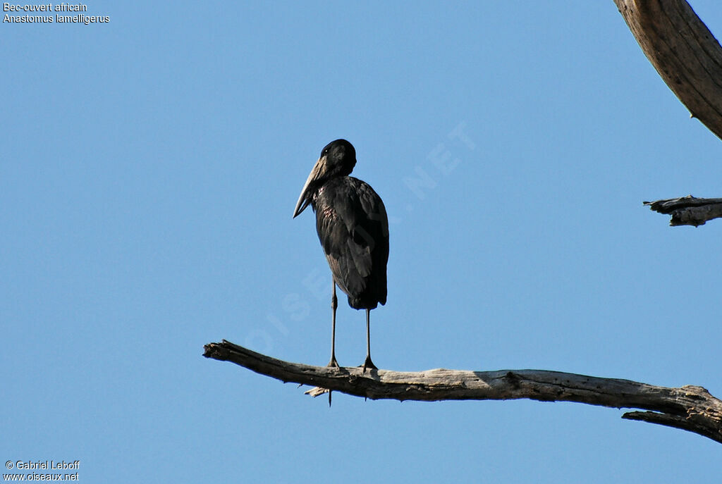 African Openbill