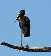 African Openbill