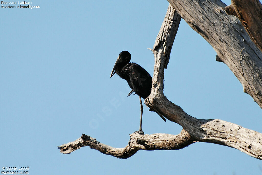 African Openbill