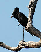 African Openbill