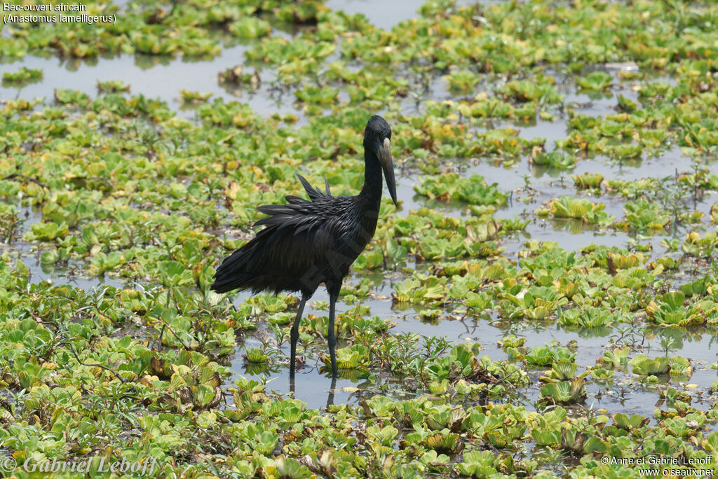 African Openbill