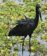 African Openbill