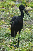 African Openbill