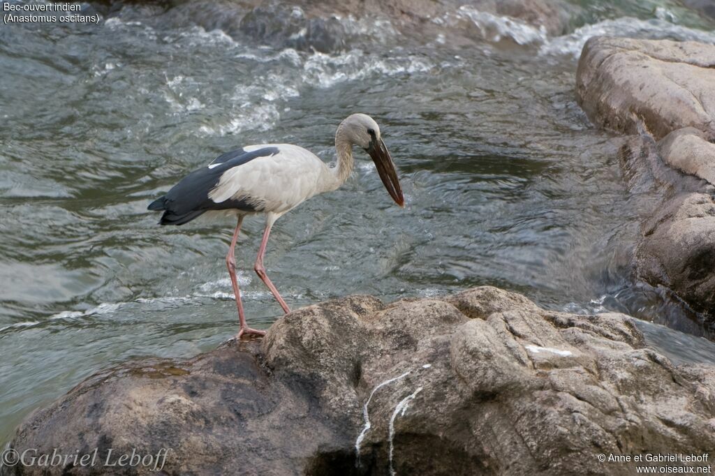 Asian Openbill