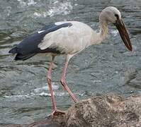 Asian Openbill