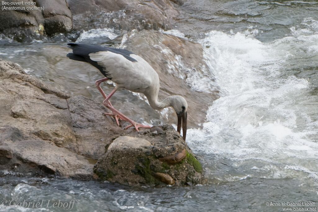 Asian Openbill