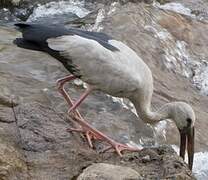 Asian Openbill