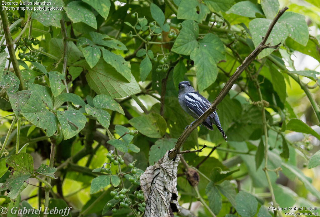 White-winged Becard male