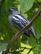 White-winged Becard