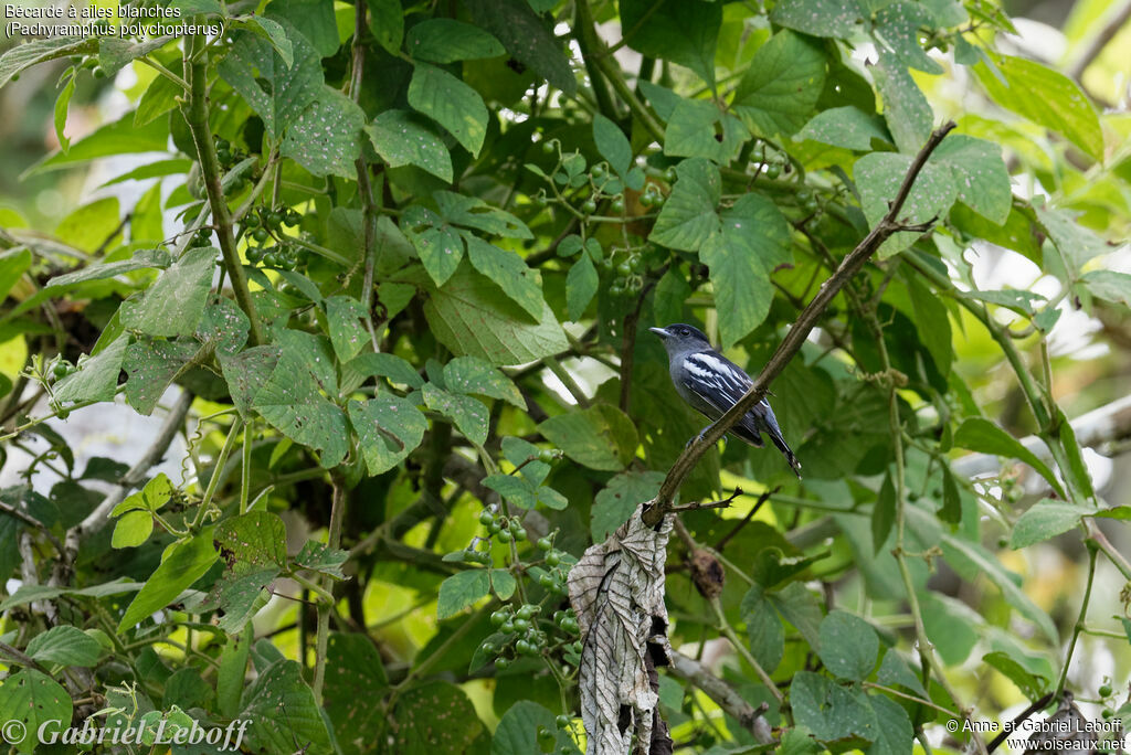 White-winged Becard male