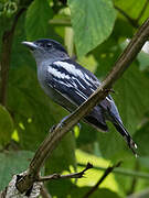 White-winged Becard