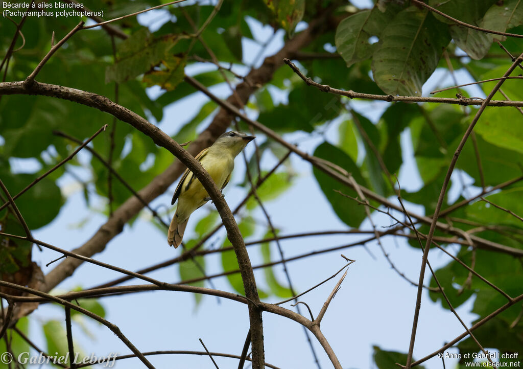 White-winged Becard