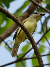 Bécarde à ailes blanches