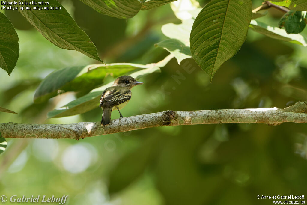 White-winged Becard