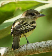 White-winged Becard