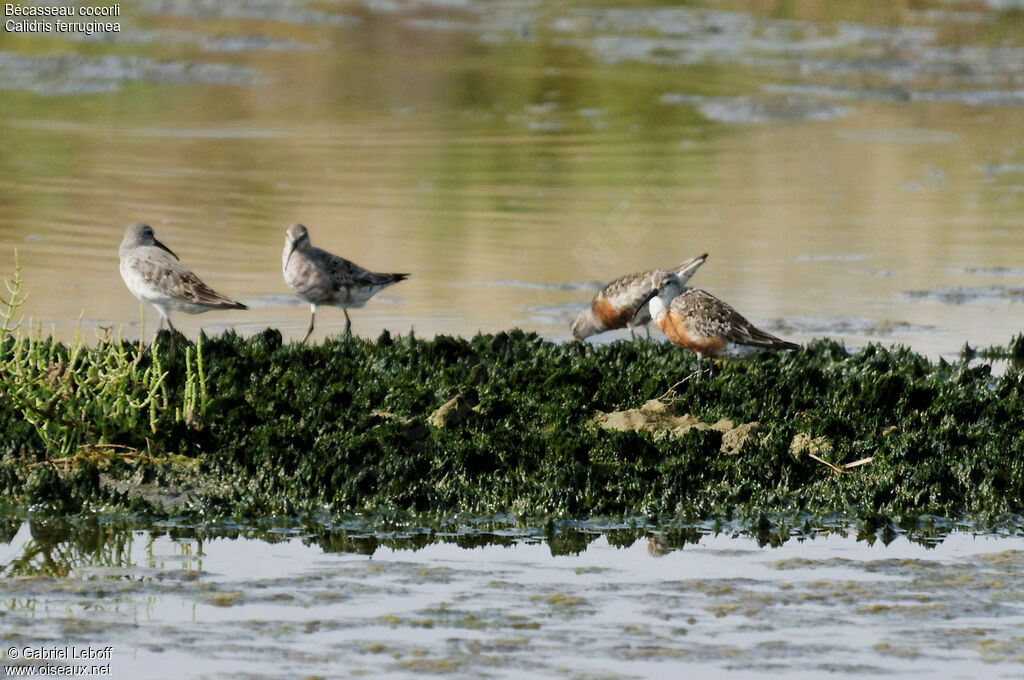 Curlew Sandpiper