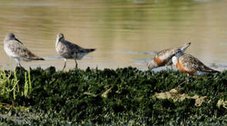 Curlew Sandpiper