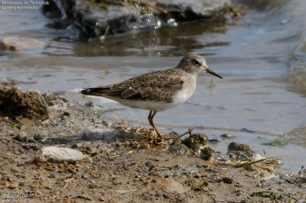 Bécasseau de Temminck