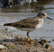 Temminck's Stint