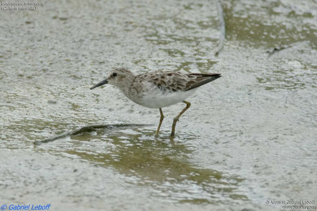 Least Sandpiper