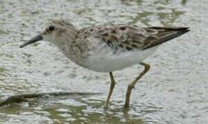 Least Sandpiper