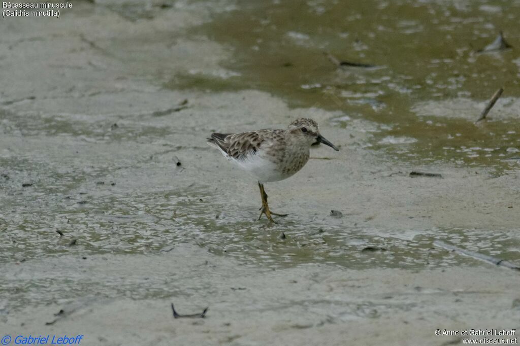 Least Sandpiper