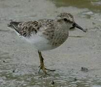 Least Sandpiper