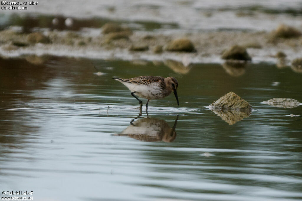 Bécasseau variable