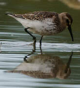 Dunlin