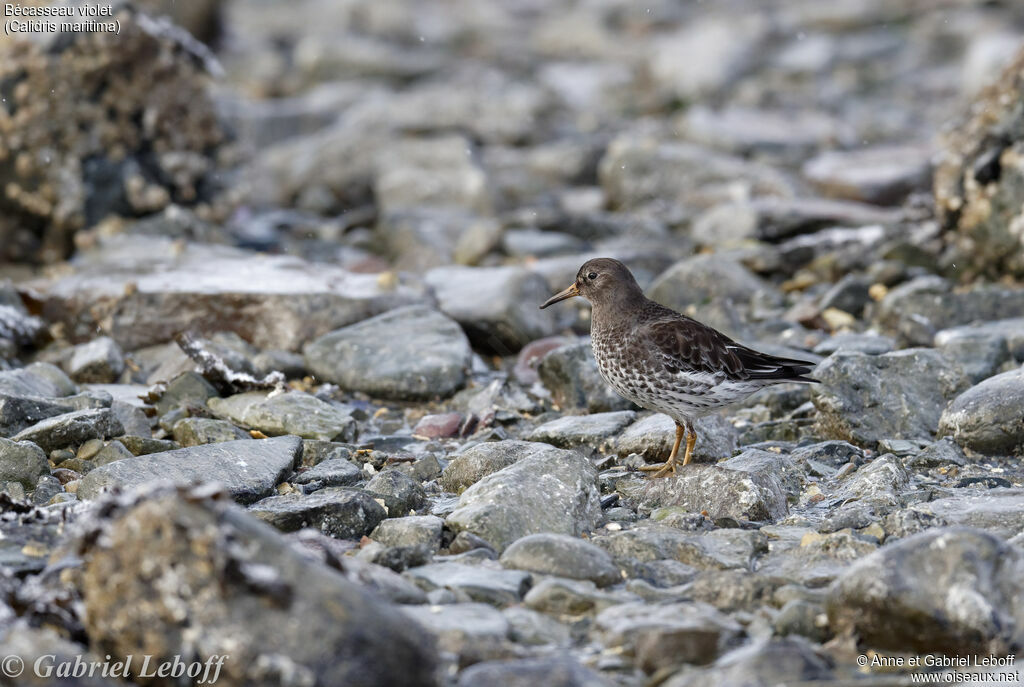 Purple Sandpiper