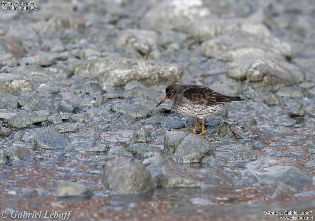 Purple Sandpiper