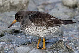 Purple Sandpiper