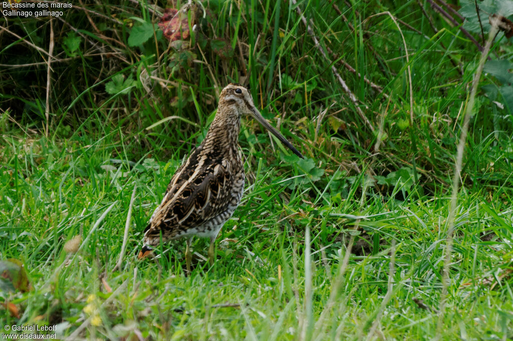 Common Snipe