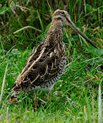 Common Snipe