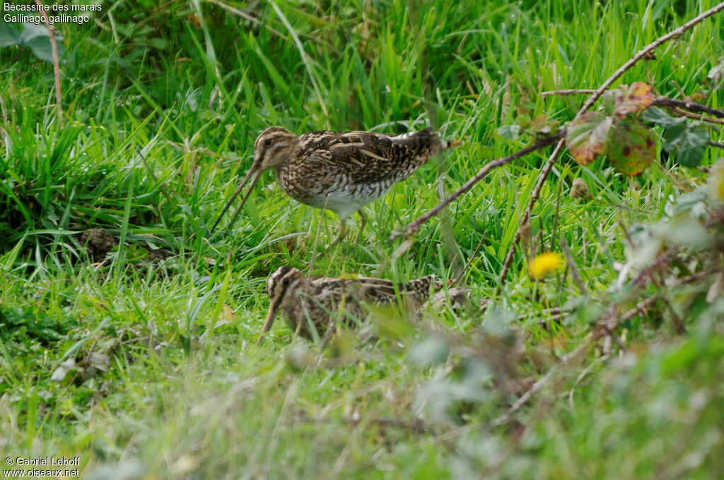 Common Snipe