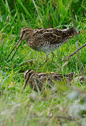 Common Snipe