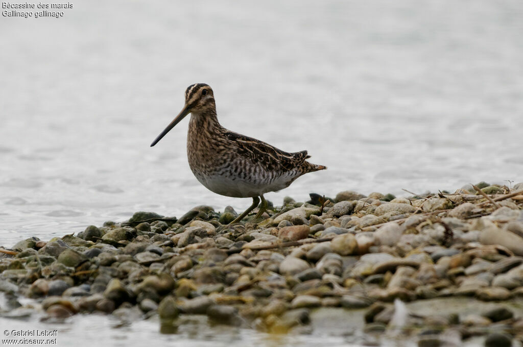 Common Snipe