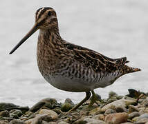 Common Snipe