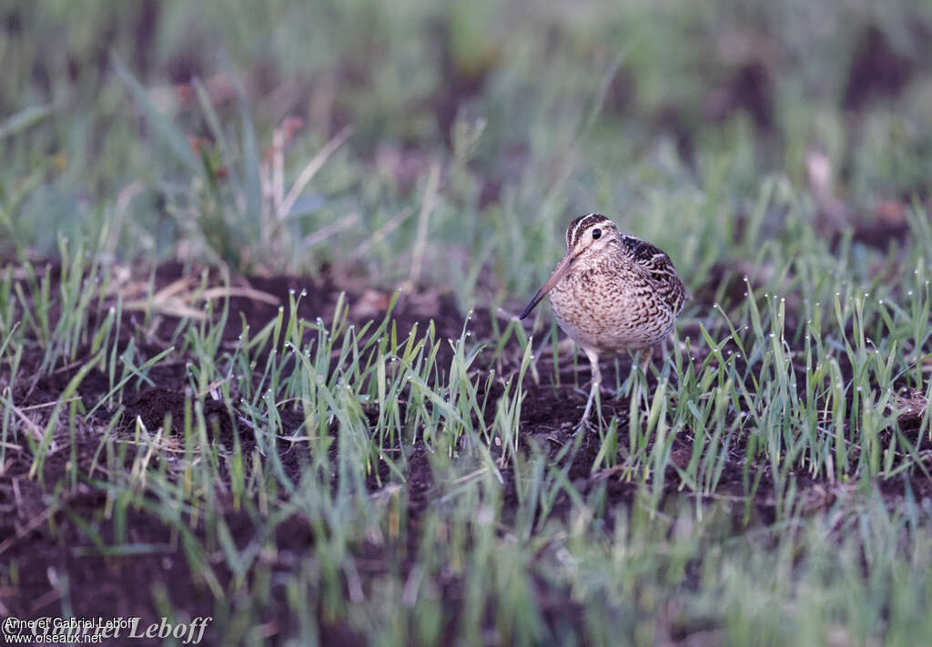 Great Snipe, close-up portrait