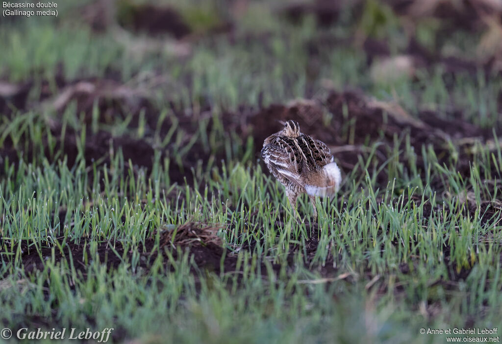 Great Snipeadult, courting display