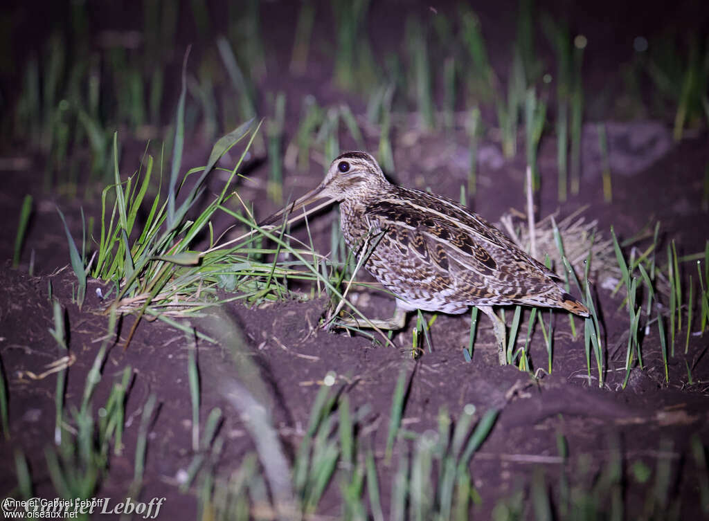 Great Snipeadult, identification