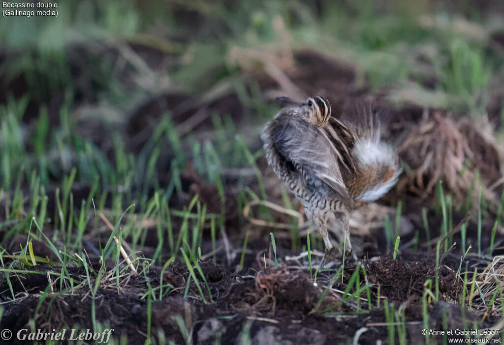 Great Snipeadult breeding, courting display