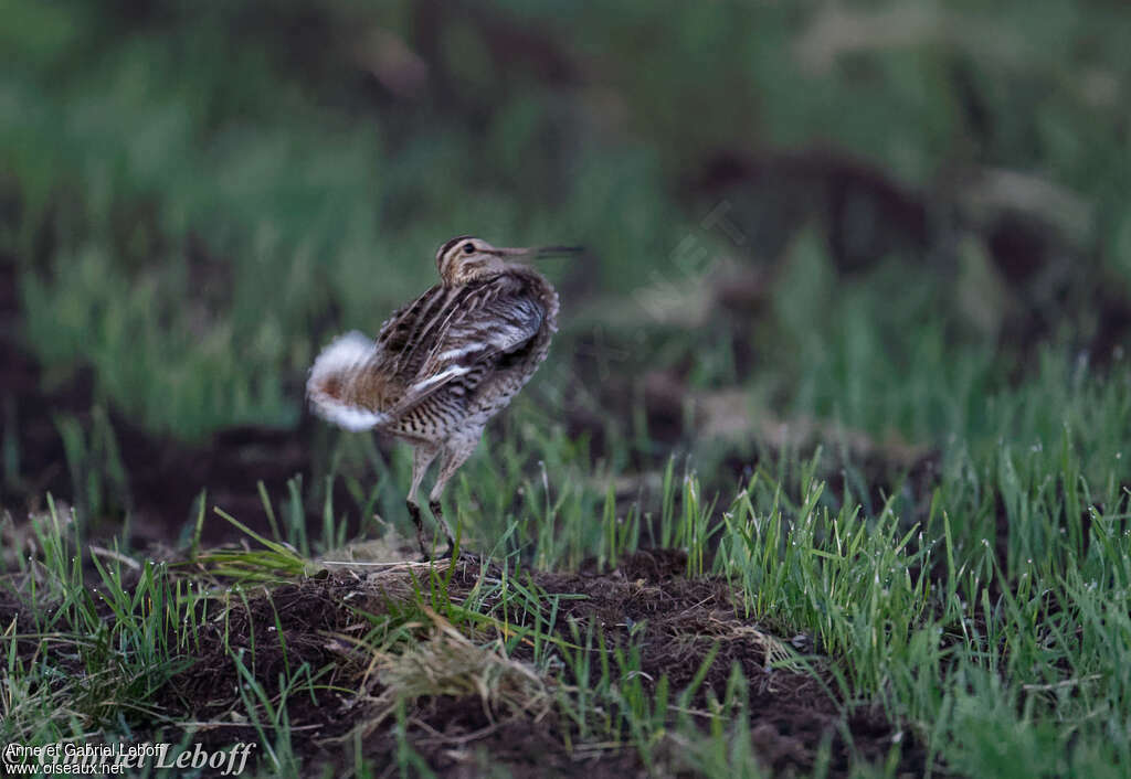 Great Snipe male adult breeding, courting display